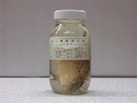 藏品(六斑二齒魨)的圖片